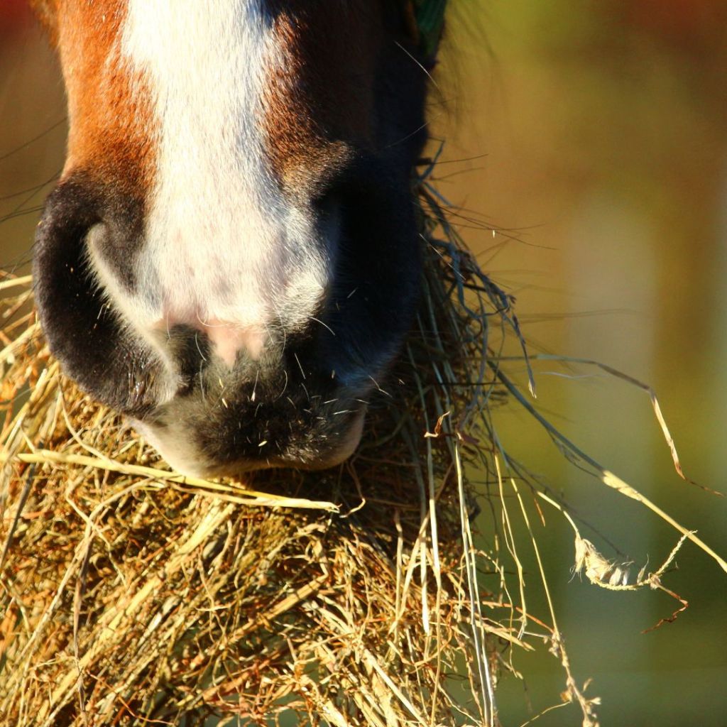 Optimizing Equine Nutrition