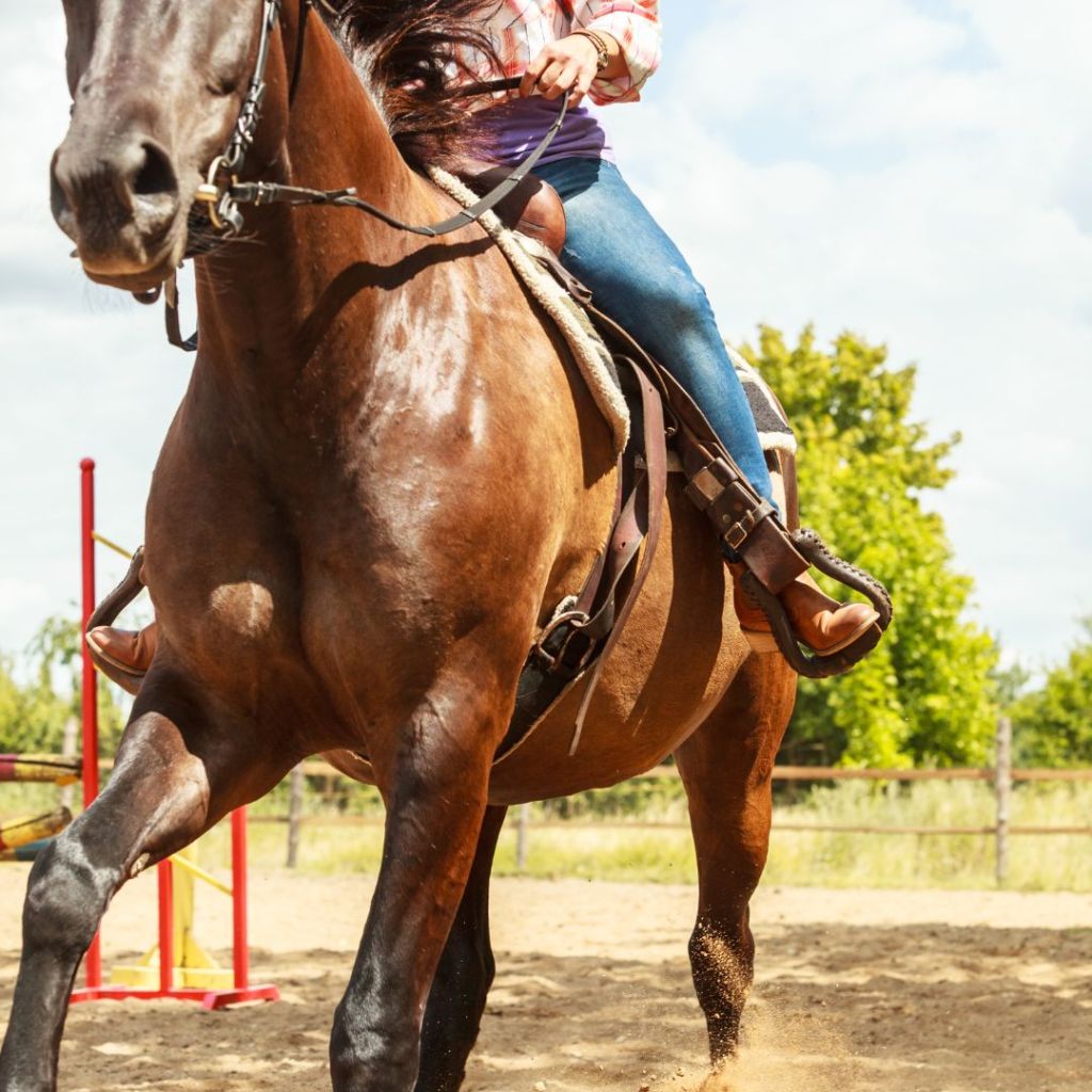 Horseback Riding: Western Riding&nbsp;Basics