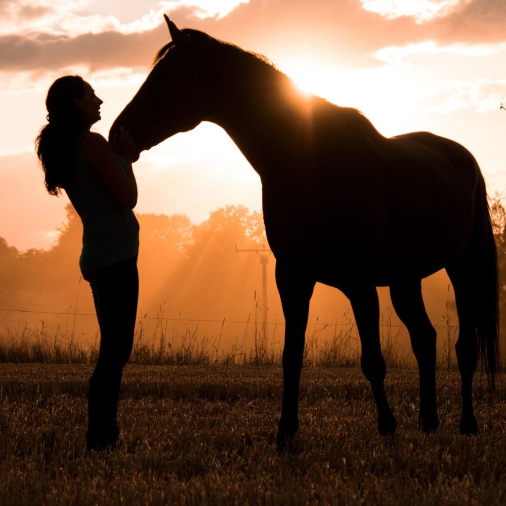 Unleashing Potential: The Importance of Ground Work for&nbsp;Horses