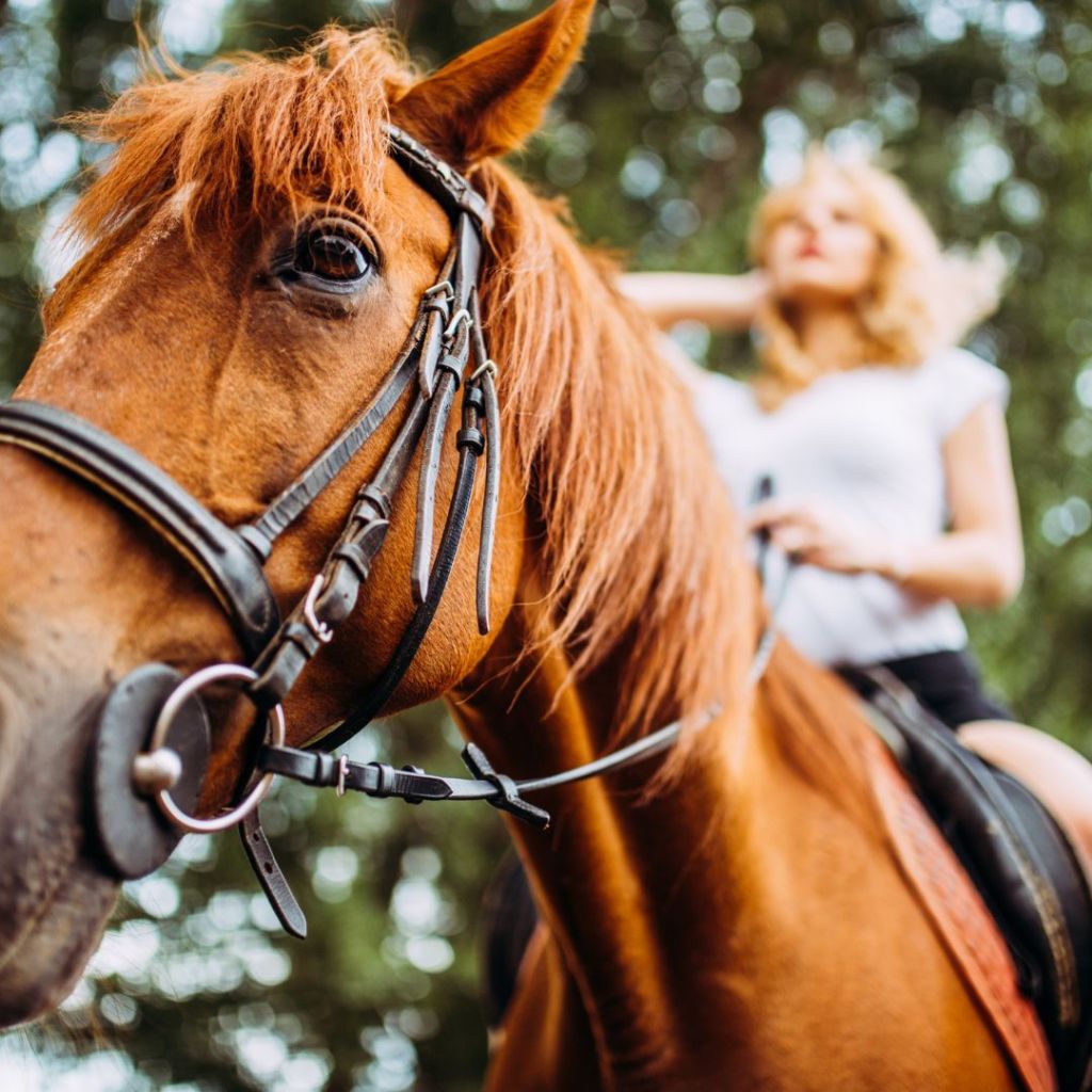 Enhance Your Equestrian Style: The Best Ariat Accessories for&nbsp;Riders
