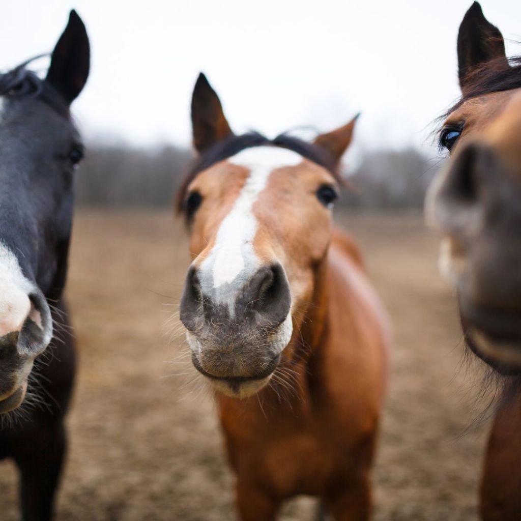 Essential English Horse Tack Accessories: Elevate Your Riding&nbsp;Experience