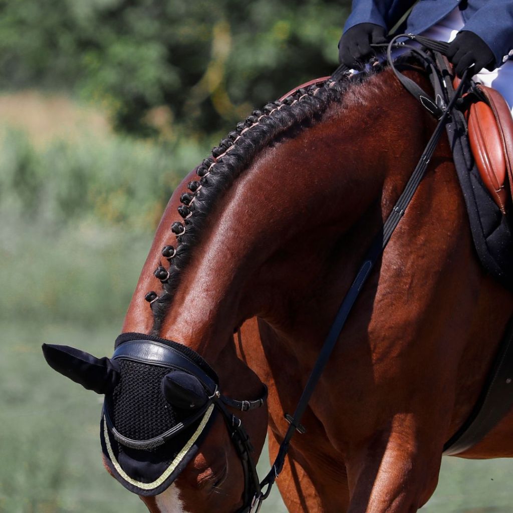 The Complete Guide to Braiding for Horses: Elevate Your Equine’s&nbsp;Style