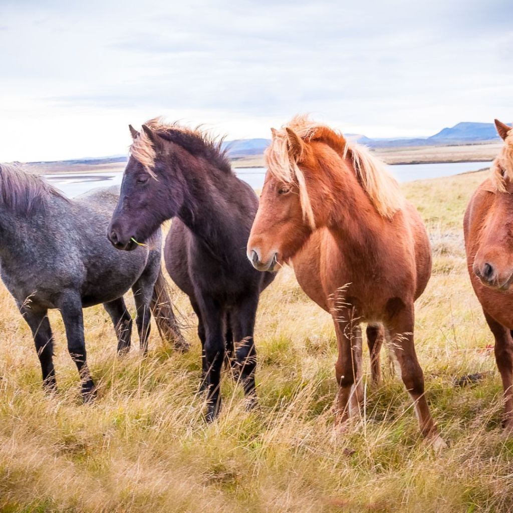 Unraveling the Mysteries: Understanding Horse&nbsp;Colors