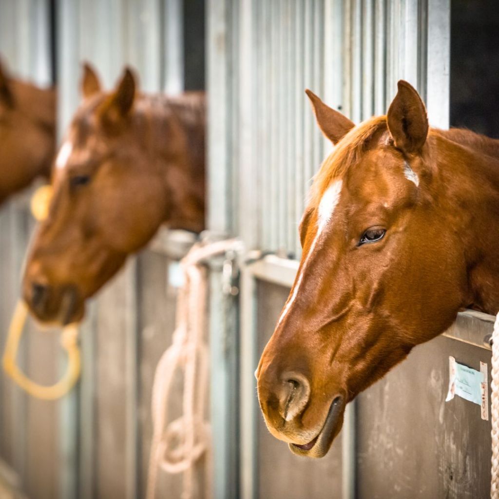 Organizing & Maintaining A Clean & Effective&nbsp;Stable