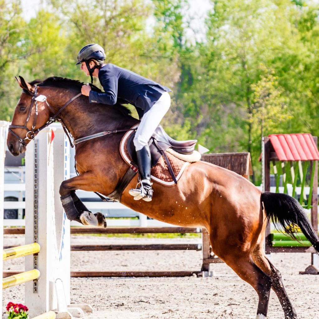 Mastering the Art of Show Jumping: A Comprehensive&nbsp;Guide